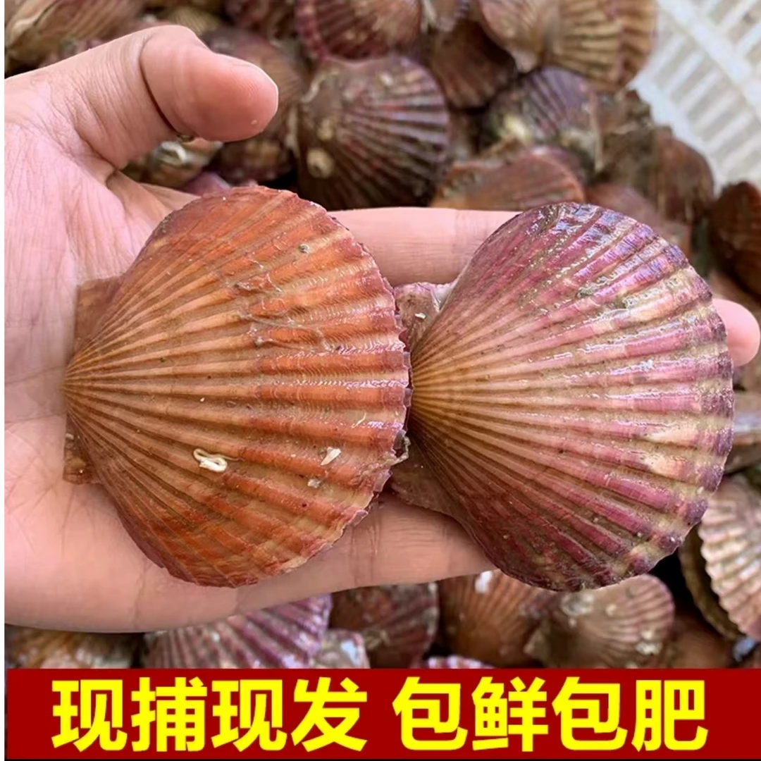 主播力荐 鲜活小红贝当天捕捞 斤数可选