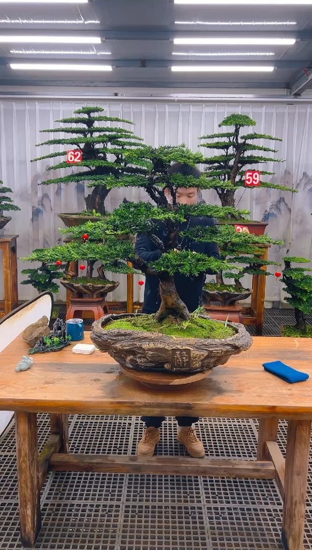 无花朵青****寂精品盆景直播间一物一拍