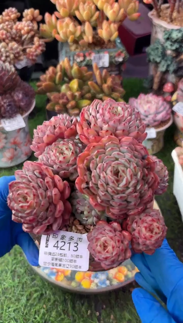 昆明印象多肉4213