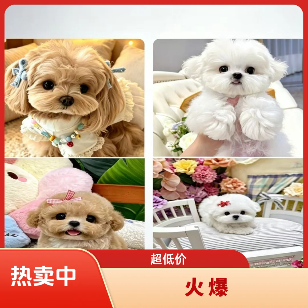 狗狗幼犬马尔泰比熊泰迪熊泰迪家养活体小型犬链接