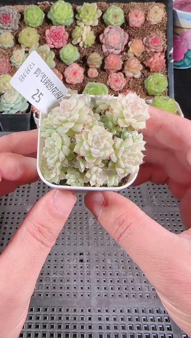 1203-25多肉群生不包整