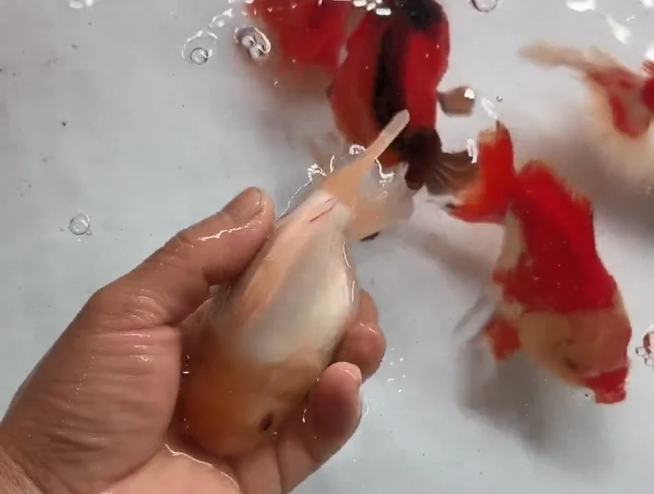 金鱼清缸活动福利鱼