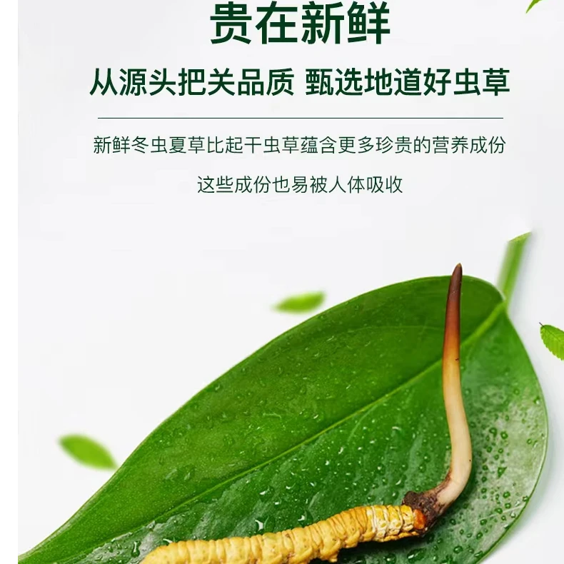 【福利小草】精选小短把 2025年新鲜冬虫夏草