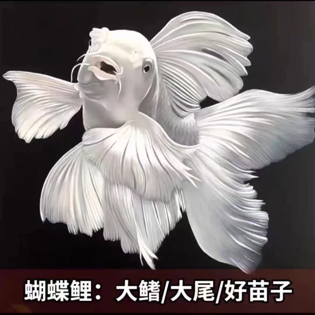 普身13-15石膏白饲养混养纯种蝴蝶鲤观赏鱼长尾适合混养