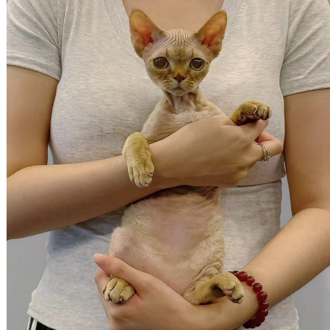 德文卷毛猫活体欧血幼猫肉桂色虎斑弟弟