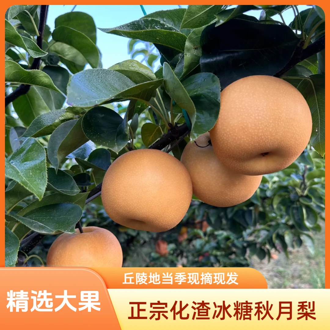 正宗化渣秋月梨丘陵地当季现摘现发丰水梨脆甜多汁罐头冰糖雪梨