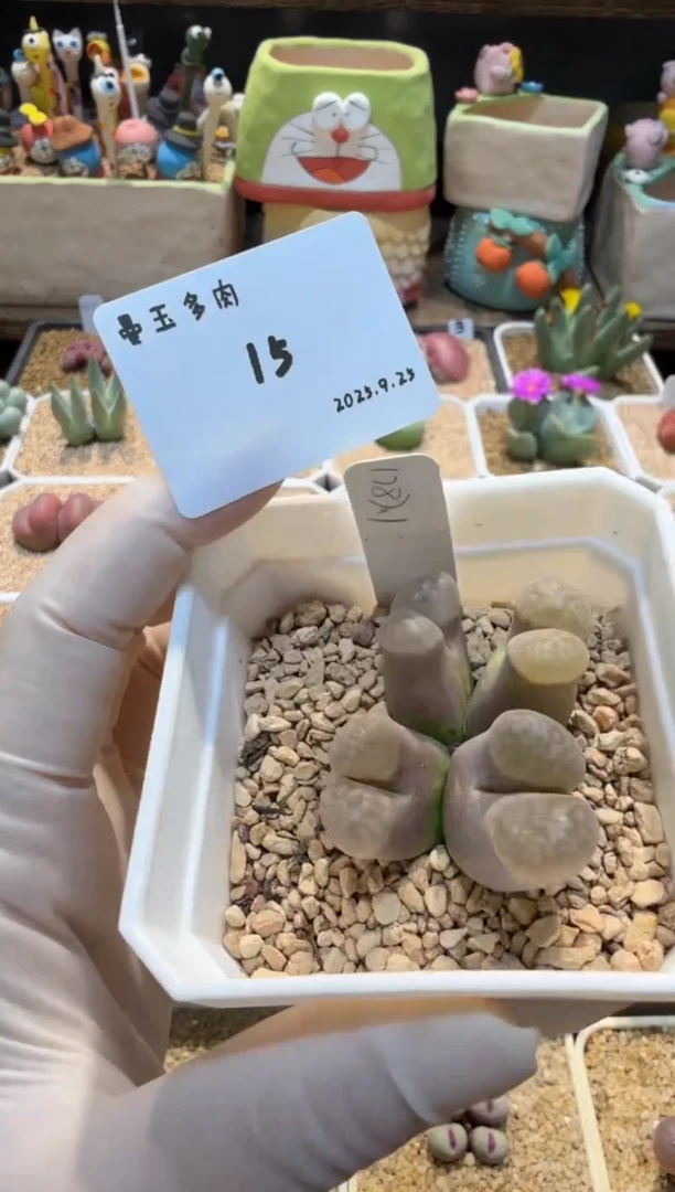 滴****嘭25.9.25-15多肉