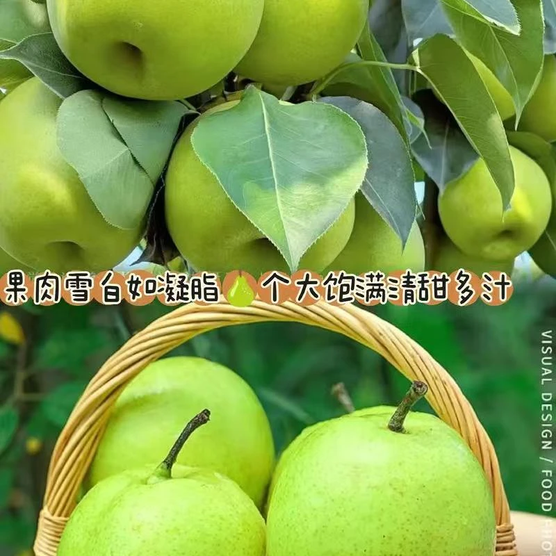 青皮果梨翠玉皮薄肉厚清甜多汁