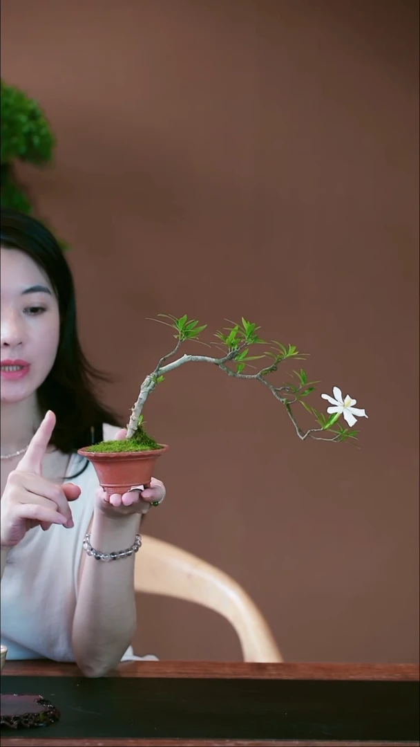 无花朵栀子花盆景盆景盆景