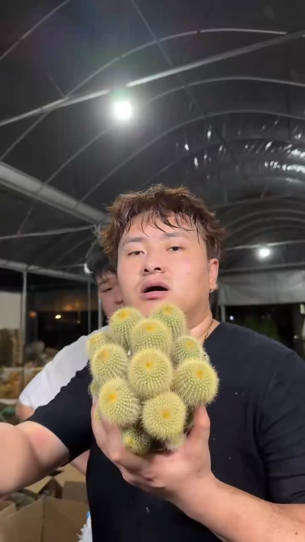 金冠 群生【带根】9-12cm