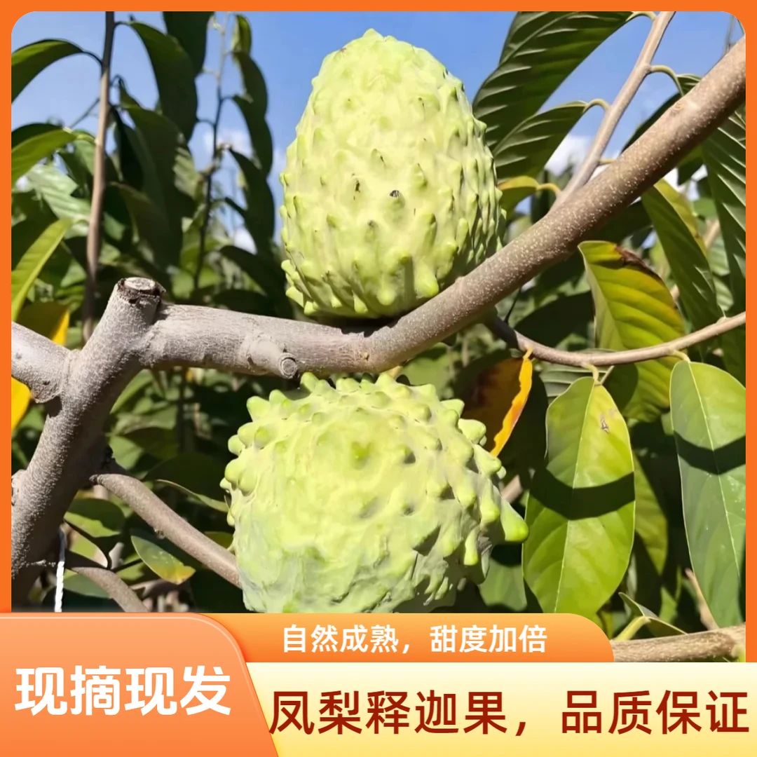 广西新鲜凤梨释迦果现摘现发水果牛奶番荔枝凤梨释迦佛头果