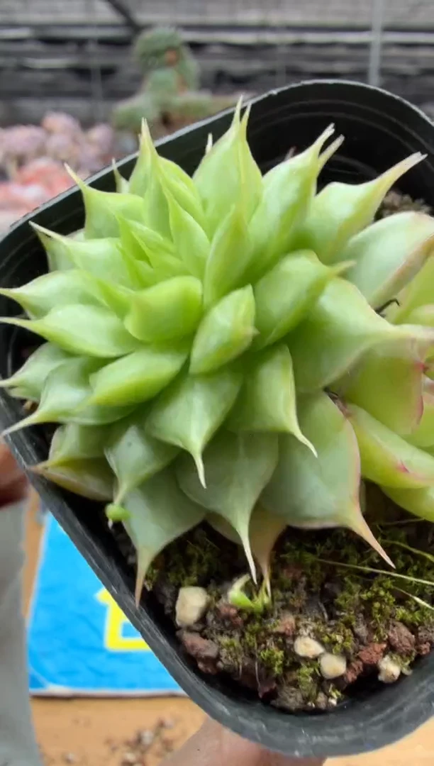 东云多肉园二店-585