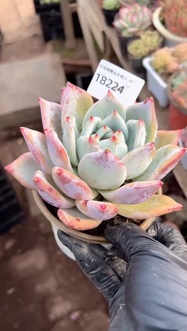 W*Y多肉植物一物一拍18224