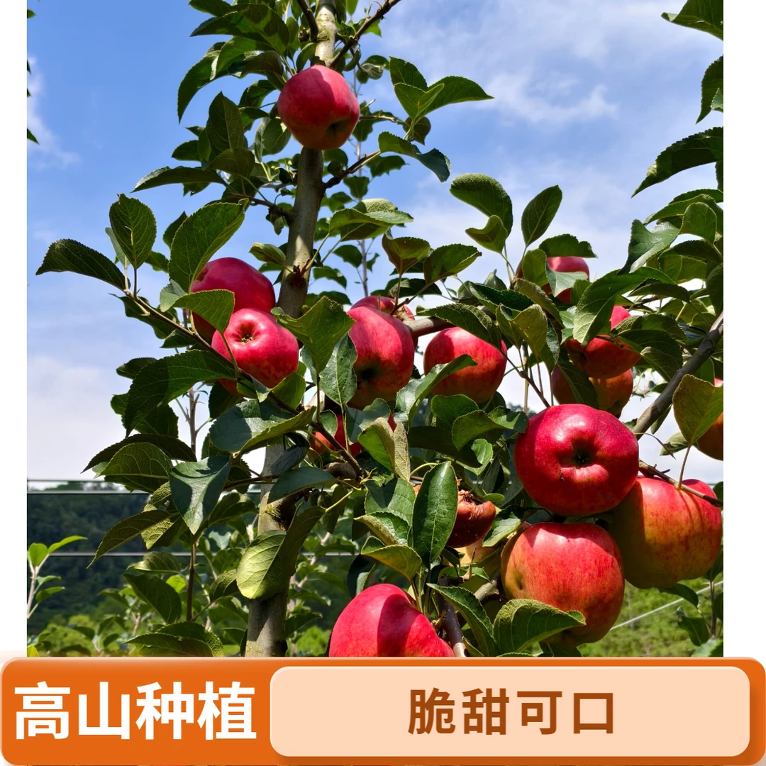 云南昭通冰糖心苹果脆甜视频多汁新鲜水果产地现摘乒乓球文旅