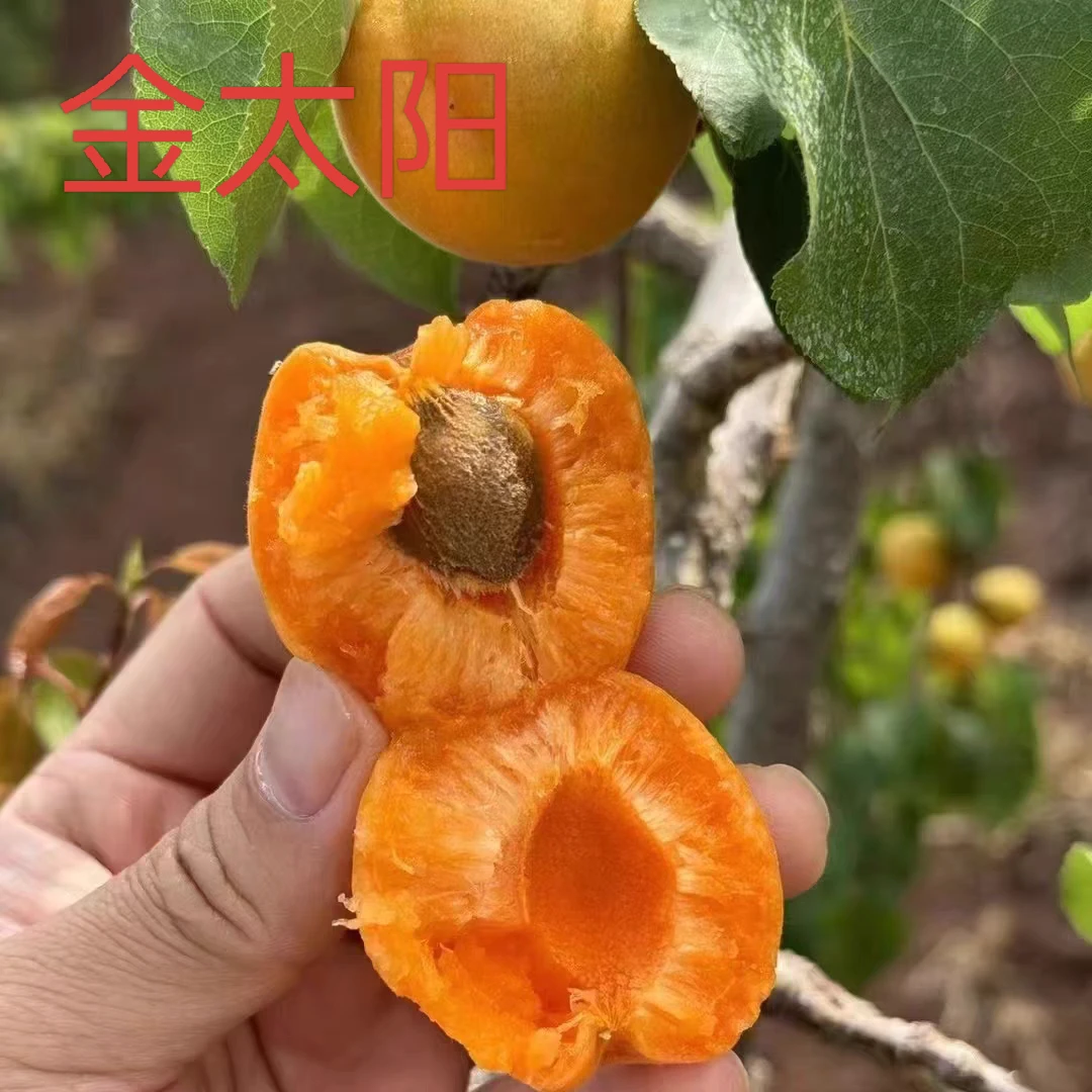 梦动正宗,帝王杏 凯特杏 珍珠油杏 金太阳杏 适合南北方种植