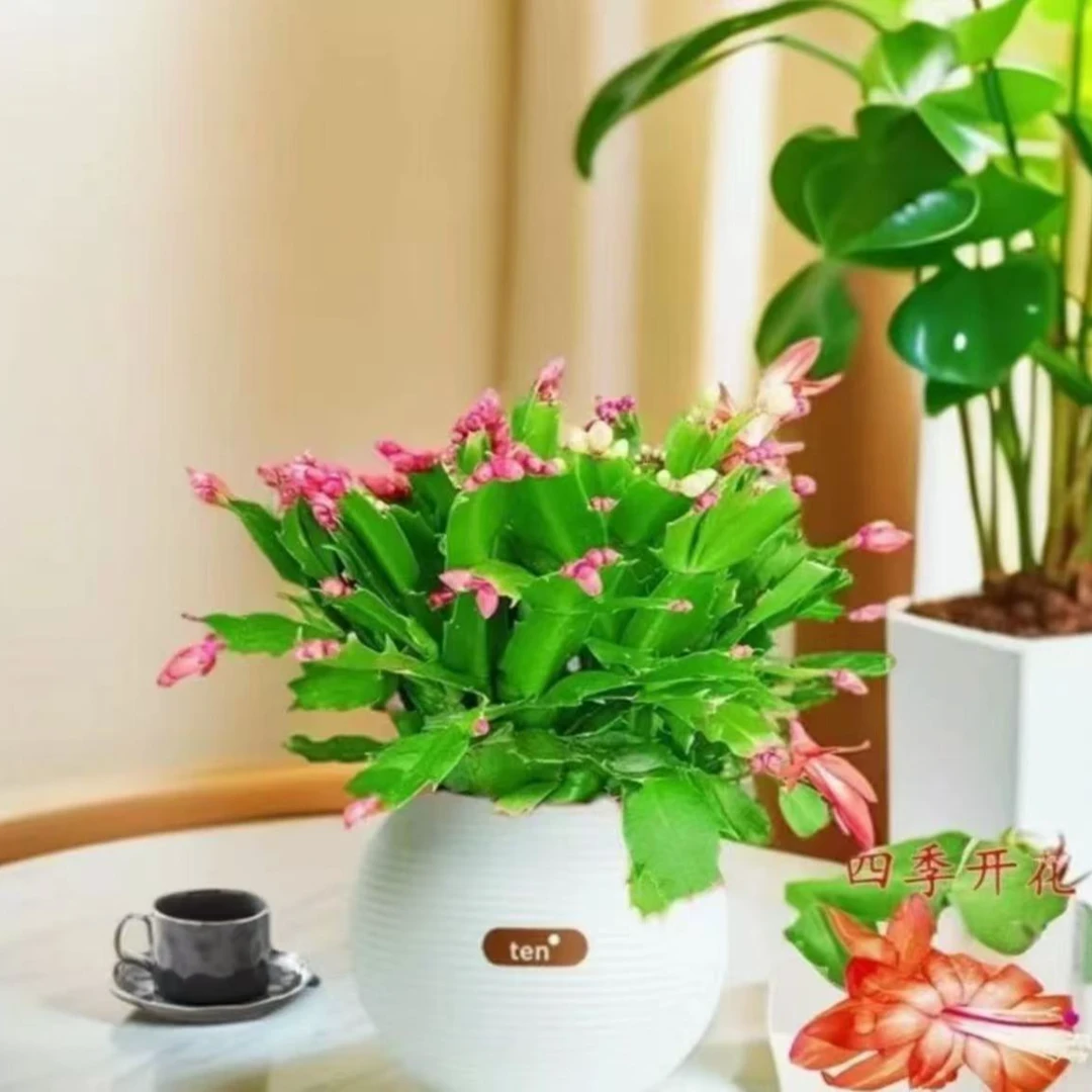 蟹爪兰花卉好养盆栽四季家养办公桌面阳台庭院多肉绿植
