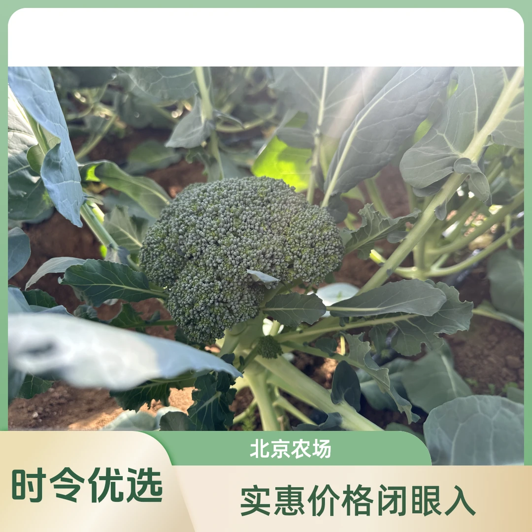 西蓝花 / 北京房山本地 / 口感浓郁  / 香甜可口 / 营养丰富 / 宝妈最爱