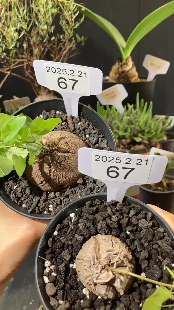 【闪购商品】异形南非龟甲龙2.21.