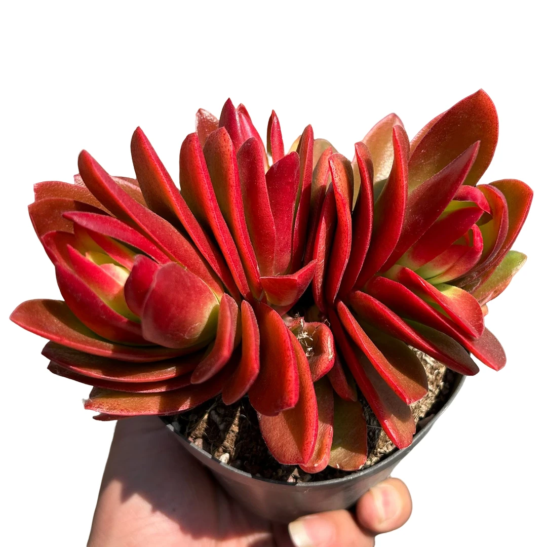 火祭带盆土 多肉植物室内绿植净化空气