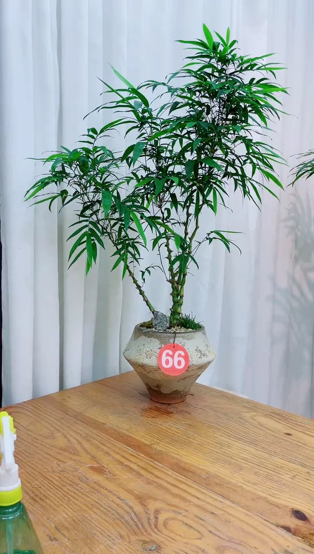 无花朵竹子盆景盆栽