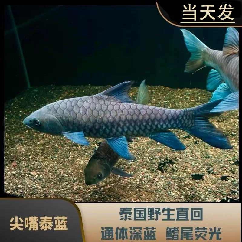 包邮当天发 泰国尖嘴泰蓝吉罗鱼保真保野 观赏鱼淡水鱼