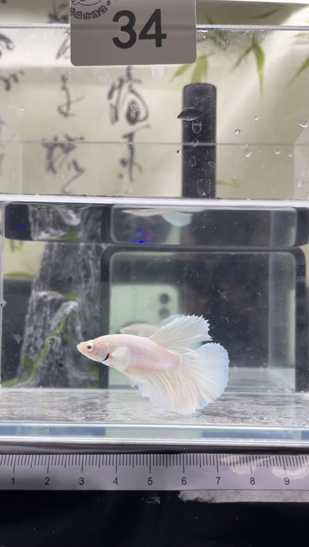 斗鱼泰国精品斗鱼A34