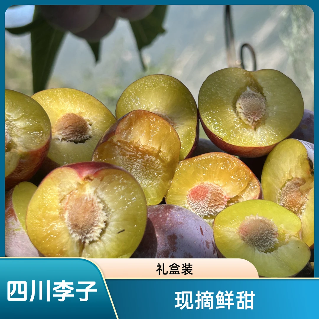 【小朱同学】四川汶川高山现摘现发脆红脱骨李子新鲜当季脆甜多汁
