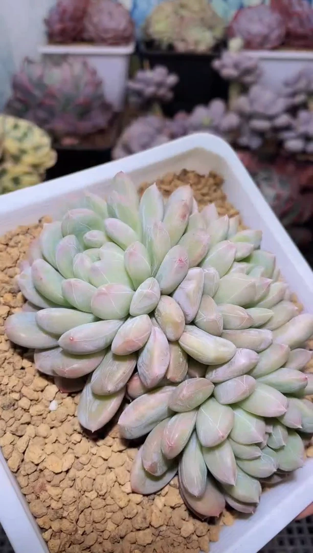 【闪购商品】349百达多肉