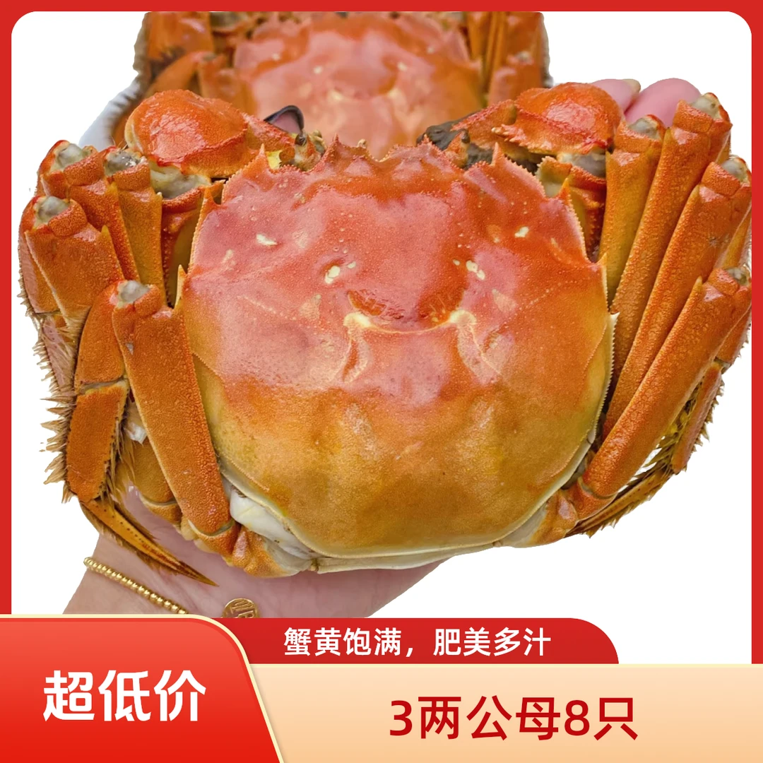 【公母混搭】江苏大闸蟹3两公母8只活蟹明天到海鲜