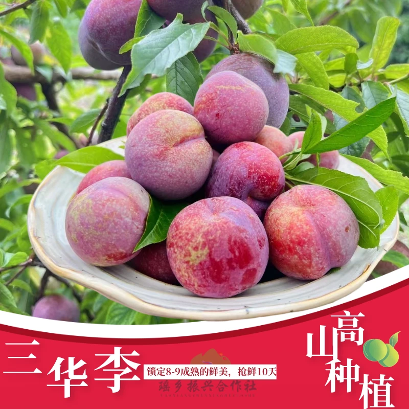 三华李红心李酸甜口感现摘现发果园直发