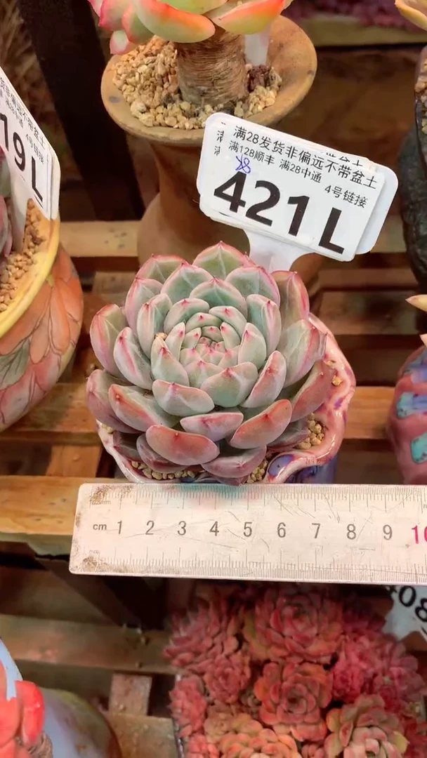 421L（一物一拍，精品多肉，所见即所得 ）