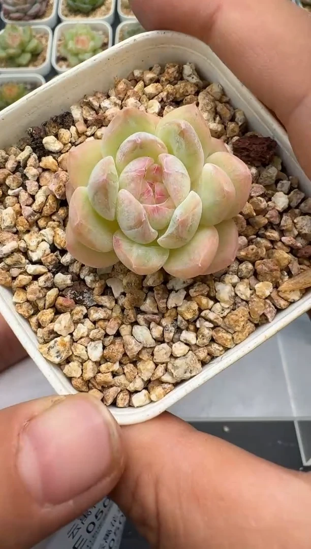 506E云禹多肉植物 带盆土纸巾打包 3颗包邮