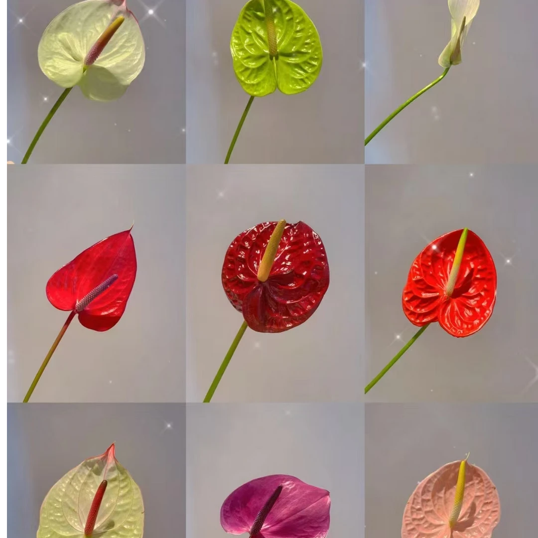 【云荷】彩掌 高品质鲜切花 价美物优