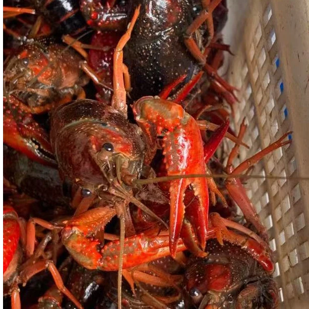 15中大混合虾（4钱-1两满肉，半肉，少肉，空肉，）包死亡率10%超出部分原价赔偿）（生鲜产品一经售出，拒绝退货）