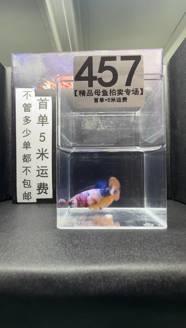 斗鱼母鱼编号：457