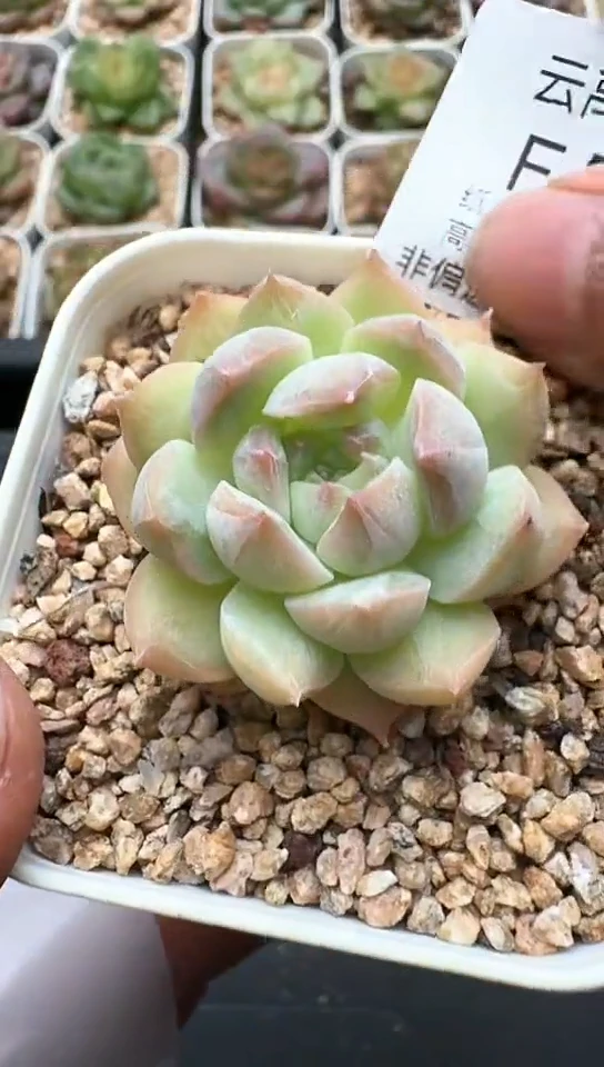 551F云禹多肉植物 默认脱土纸巾打包 3颗包邮