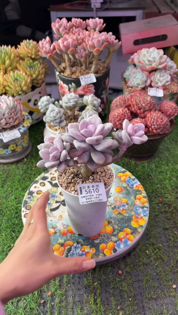 昆明印象多肉5610