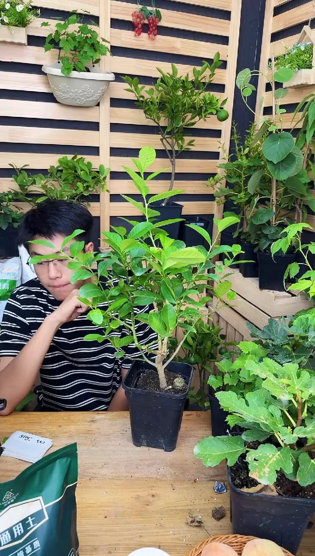 夏**游广东香水柠檬 一物一拍 GSZ031