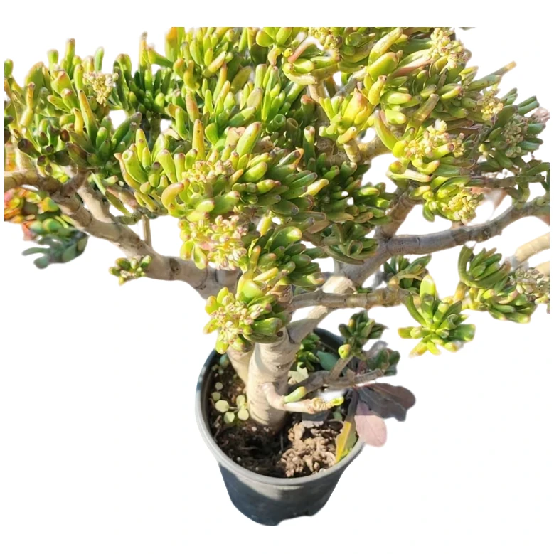 精品多肉   吸财树