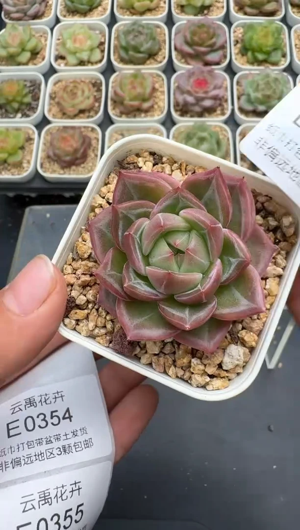 354E云禹多肉植物 带盆土纸巾打包 3颗包邮