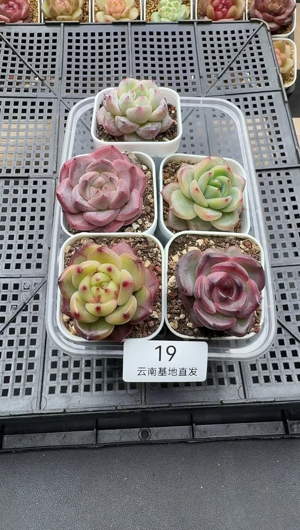 珍妮杂交多肉多肉19