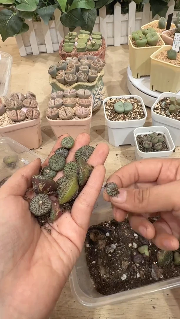 29-183多肉植物肉锥一颗