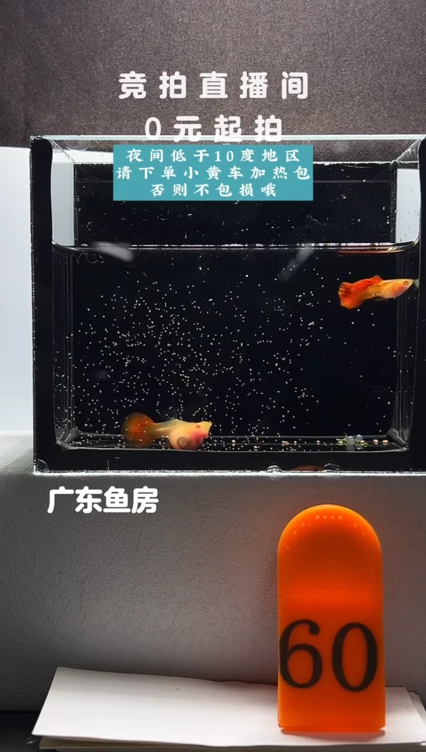 孔雀鱼银河琉璃玻璃短体白子一对编号60