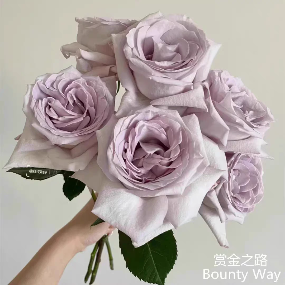 赏金之路大花切花品种