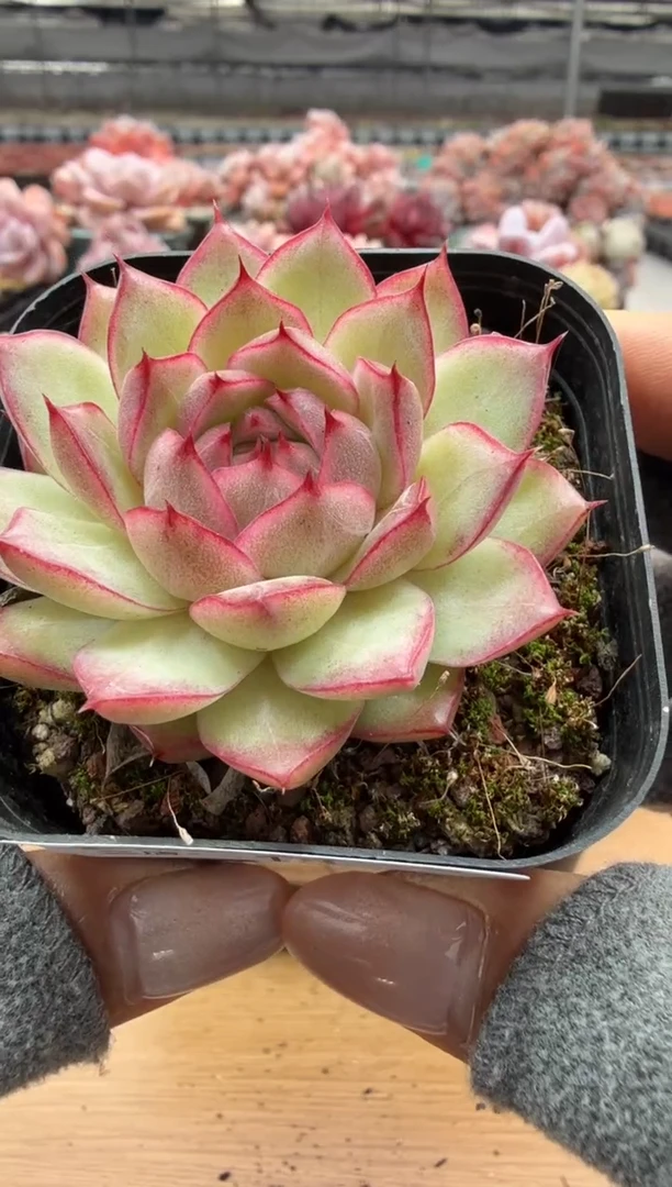 东云多肉园二店-18