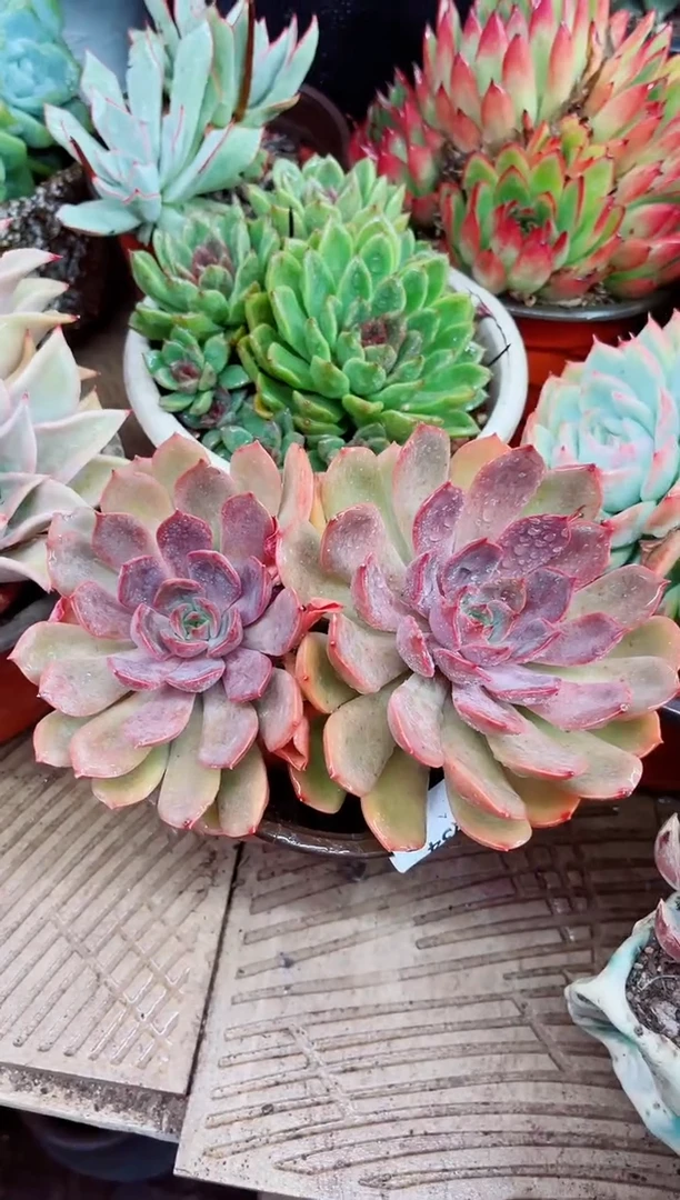 美**生30034多肉植物一物一拍