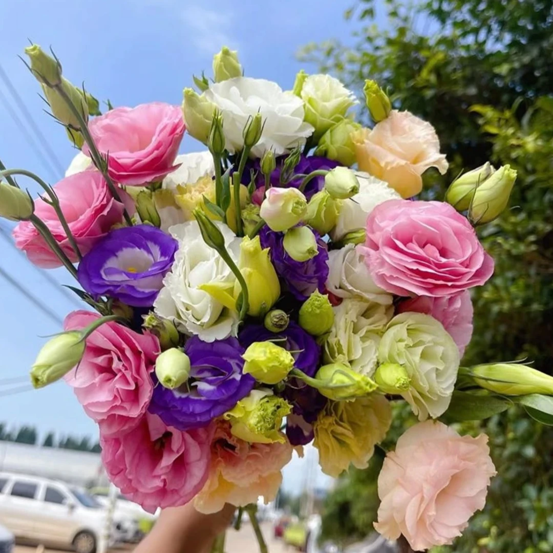 【洋桔梗】云南昆明基地直发新鲜洋桔梗真花束混搭批发室内水养鲜花
