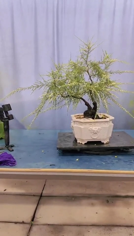 无花朵岗松岗松岗松岗松岗松