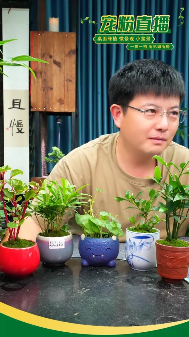 无花朵胖*苔藓微景观858号
