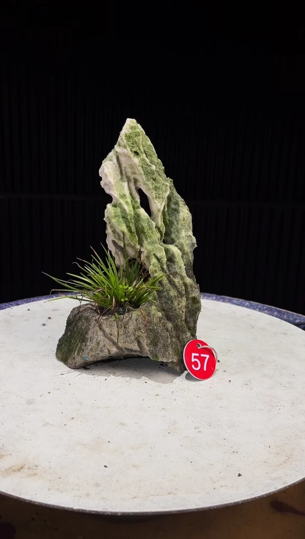 57造型吴定石一物一拍专属